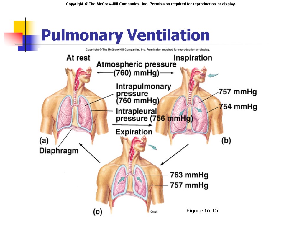 Insert fig. 16.15 Pulmonary Ventilation Figure 16.15